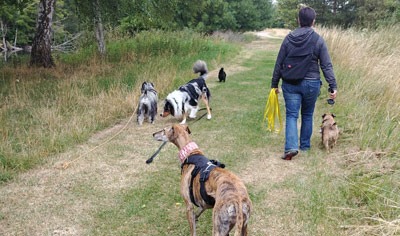 Promenades éducatives et sociales pour chiens et chiots
