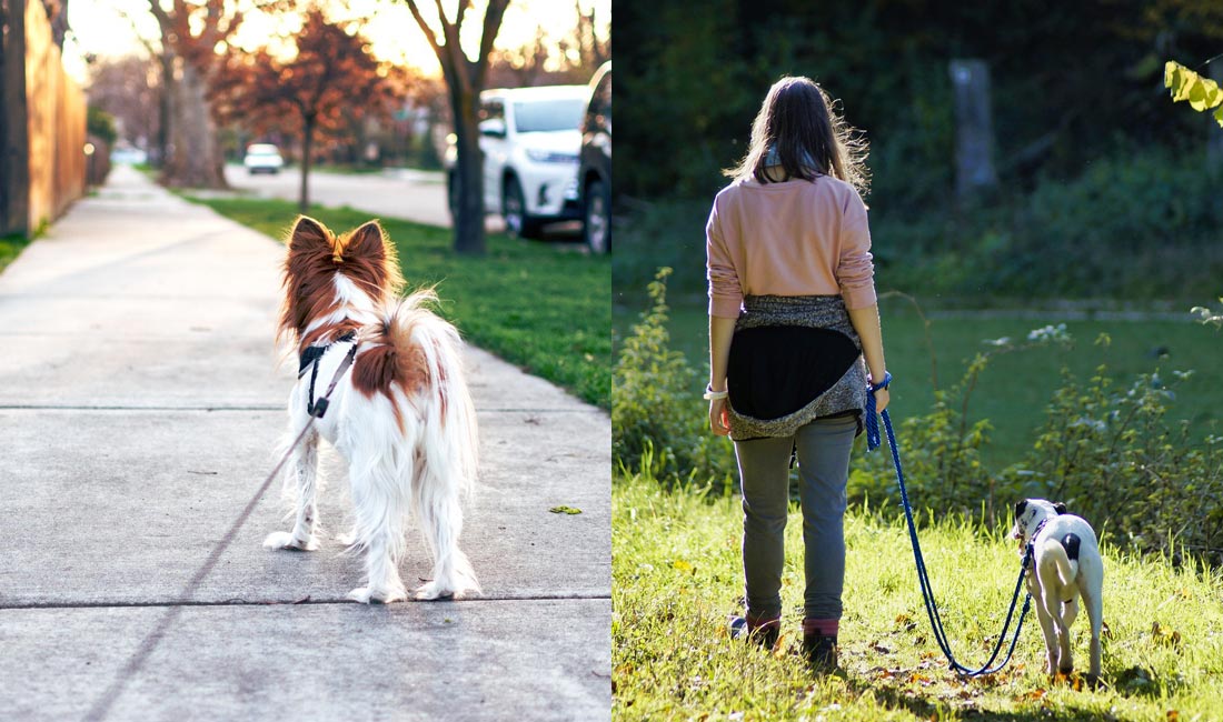 la promenade de quartier en ville pour votre chien