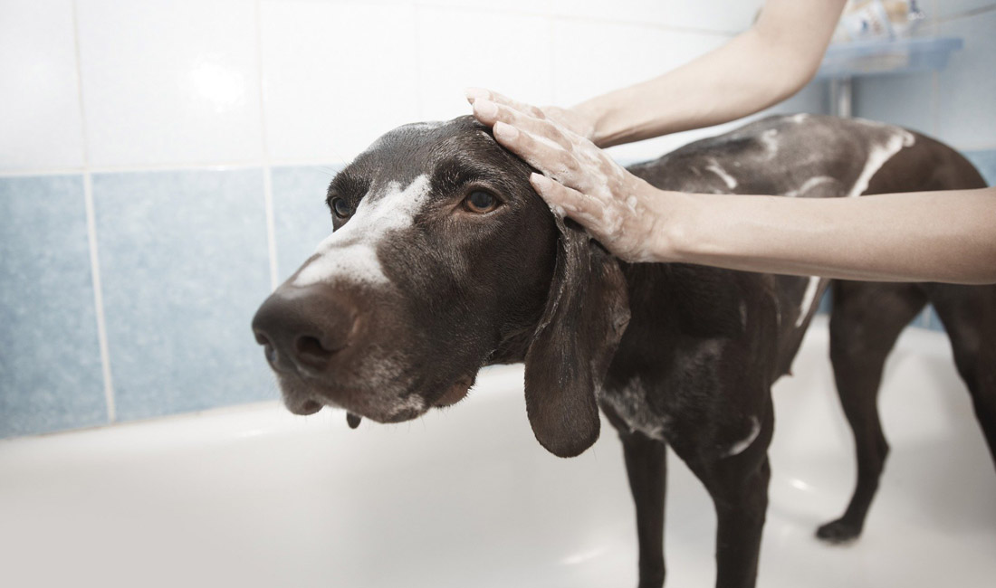 Toilettage, brossage, bain et brushing pour chien à domicile en Normandie