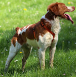Epagneul breton en coaching canin personnalisé à distance