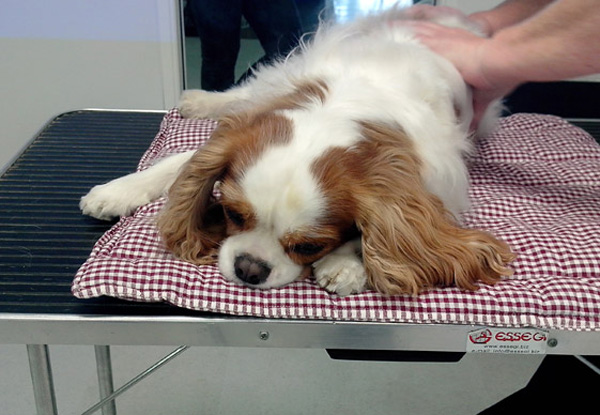 Massage spécifique pour un chien brachycéphale