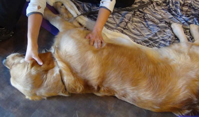 Massage canin et stretching en Normandie