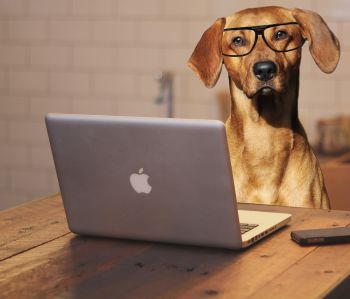 Des témoignages, coachings canins en confinement Des témoignages, coachings canins en confinement