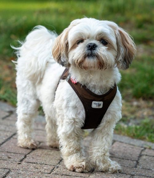 Problemes resolus en 2 seances en visio 