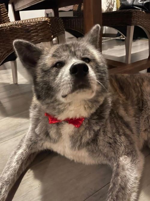 Une séance chez le vétérinaire réussie grâce à un entraînement bienveillant