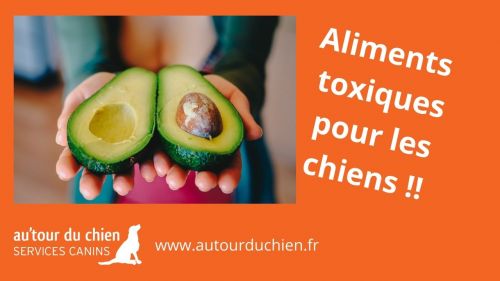 Liste d'aliments toxiques pour chiens 