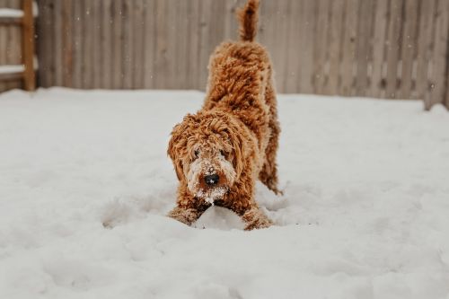 Bien organiser les promenades de son chien quand il neige Bien organiser les promenades de son chien quand il neige