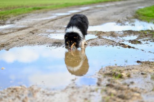 L’eau ! un danger lors de vos balades avec toutou L’eau ! un danger lors de vos balades avec toutou