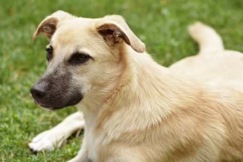 Pourquoi je propose la seconde partie du bilan comportemental pour chien en visioconférence Pourquoi je propose la seconde partie du bilan comportemental pour chien en visioconférence