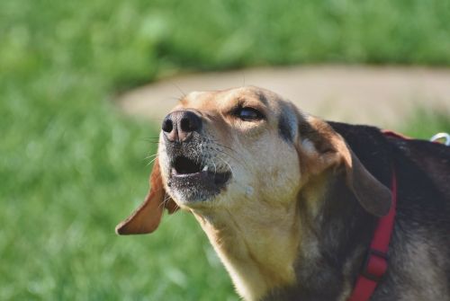 Votre chien aboie dans votre jardin, que faire ? Votre chien aboie dans votre jardin, que faire ?