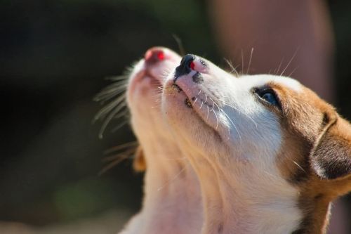 Du bon usage des mots pour bien comprendre son chien