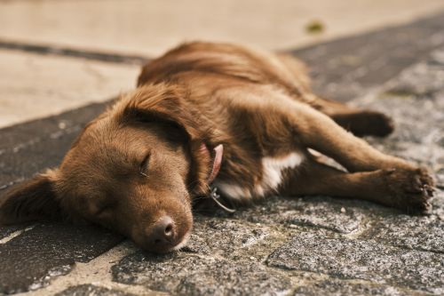 Il est important de rester calme face à un chien Il est important de rester calme face à un chien