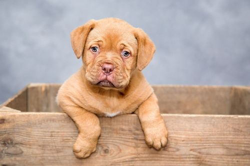 Offrir un chien à Noel – bonne ou mauvaise idée ? Offrir un chien à Noel – bonne ou mauvaise idée ?
