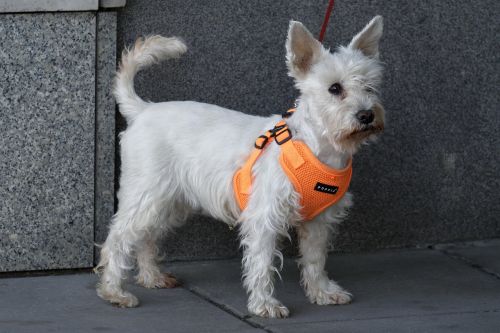 On l'a forcé à la rencontre - grosse erreur !