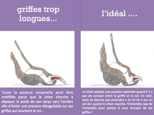 Pourquoi couper les griffes de son chien est important Pourquoi couper les griffes de son chien est important