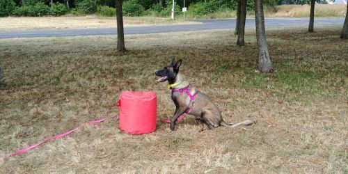 Pourquoi un cours canin ne doit-il pas ressembler à un cours canin, de Véronique Valy et Isabelle Viroulaud