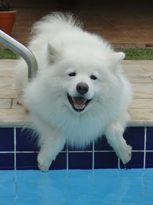 10 points pour avoir un chien équilibré 10 points pour avoir un chien équilibré