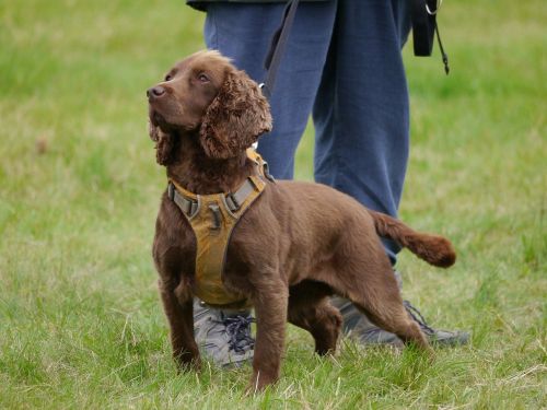 É𝐝𝐮𝐜𝐚𝐭𝐞𝐮𝐫 𝐜𝐚𝐧𝐢𝐧 𝐥𝐚 𝐫é𝐚𝐥𝐢𝐭é 𝐝’𝐚𝐮𝐣𝐨𝐮𝐫𝐝’𝐡𝐮𝐢