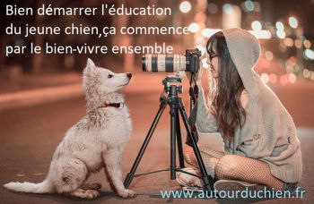 Bien démarrer l'éducation du jeune chien Bien démarrer l'éducation du jeune chien