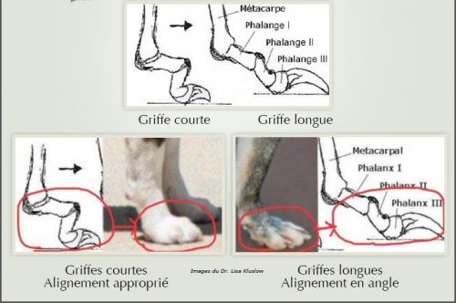 Pourquoi couper les griffes de son chien est important Pourquoi couper les griffes de son chien est important