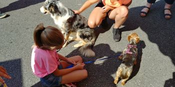 Prévention des morsures canines à Bernay