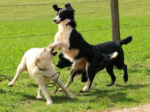 Vous voulez forcement que votre chien joue avec d'autres chiens ?