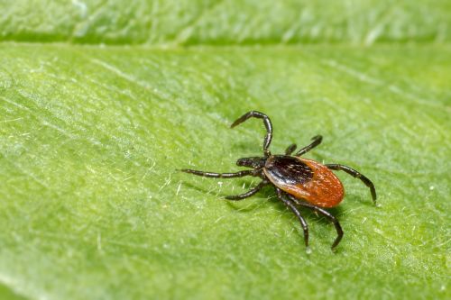Quel antiparasitaire pour votre chien contre les tiques ? Quel antiparasitaire pour votre chien contre les tiques ?