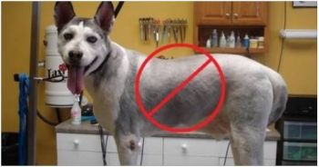 Ne rasez pas vos chiens à poils longs ou mi-longs