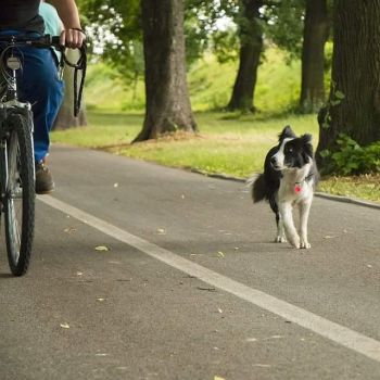 Ma peur des chiens m'enpêchais de faire du vélo...