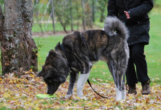 Cani-flair, pistage, recherche Aurillac, stages canins Cantal Cani-flair, pistage, recherche Aurillac, stages canins Cantal