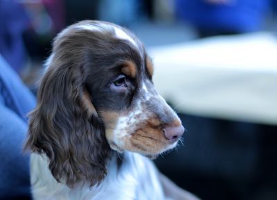 21 EXOS canins Cours EN LIGNE | Comment occuper son chien sereinement