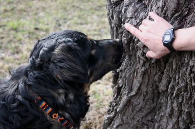 Cours en Ligne | Votre chien a du Flair – découvrez les talents de votre chien