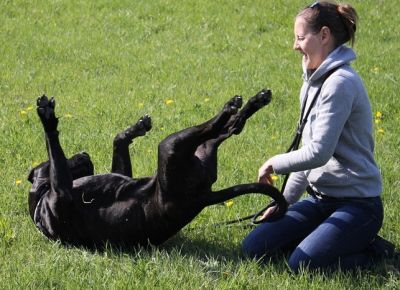 Programme en ligne « Évolution Zen - 52 Clés pour Lâcher Prise avec votre Chien » Programme en ligne « Évolution Zen - 52 Clés pour Lâcher Prise avec votre Chien »