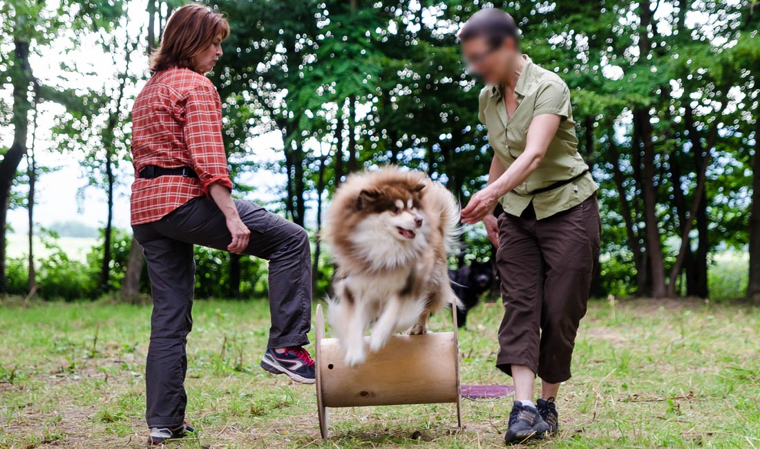 agility et mobilité pour chiens et chiots