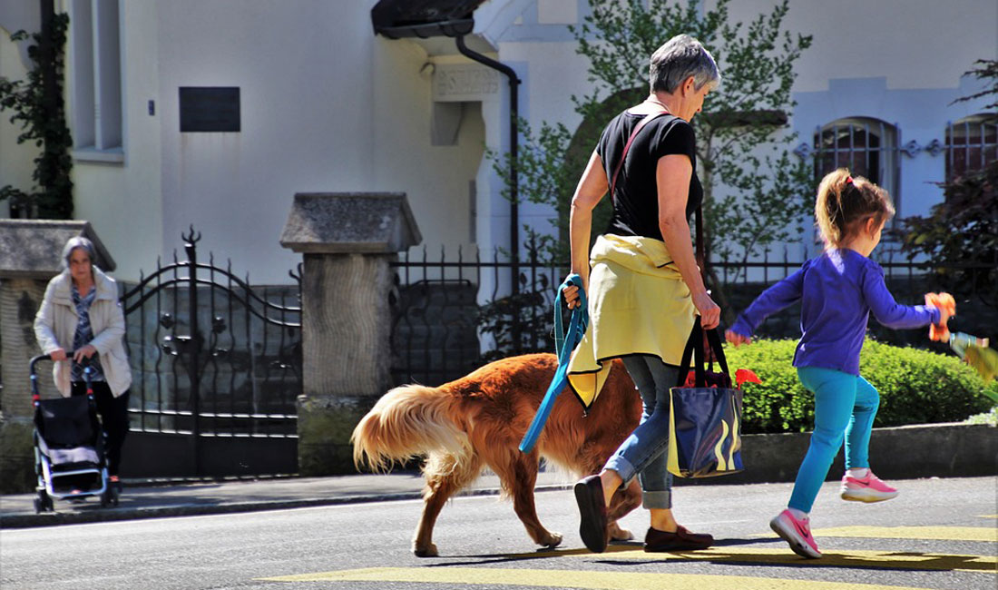 Sorties canines urbaines avec votre chien