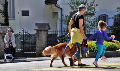 Sorties citadines canines, l'éducation du chien en ville