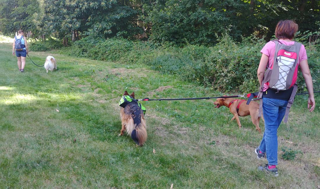 Cani-marche rapide collective avec votre chien