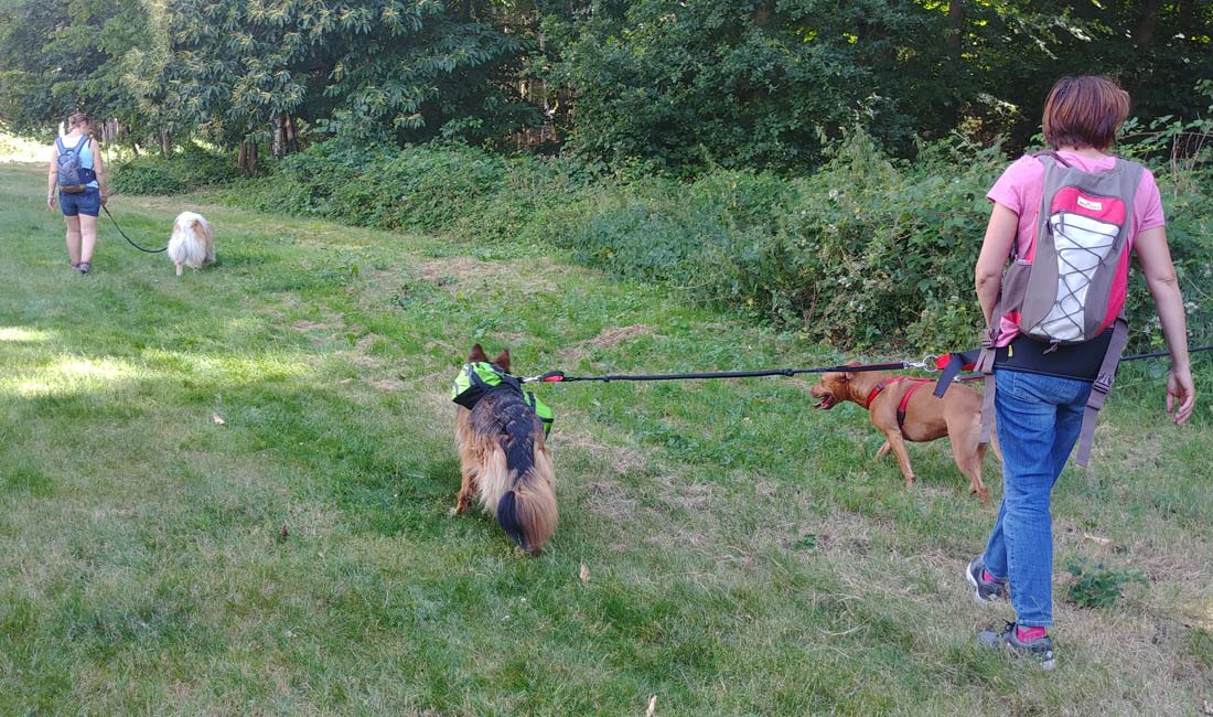 Canimarche rapide dynamique collective et encadrée pour chien