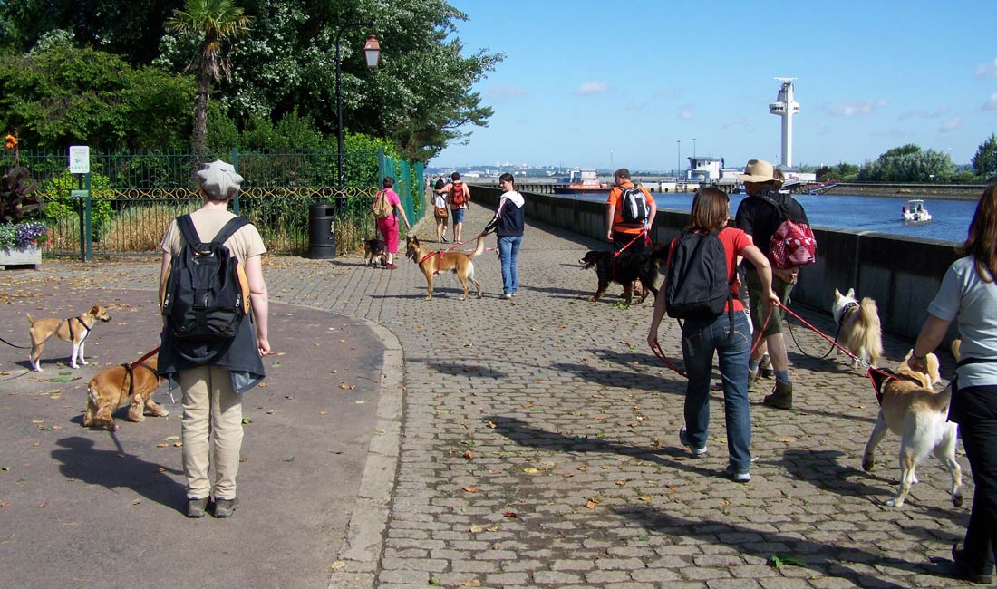 Cani-randonnée citadine avec votre chien