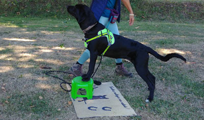 Tricks Training Cani-Mouv, motricité et proprioception pour chien