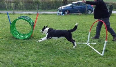 Atelier [ Hoopers Agility ] Eure, proche Bernay samedi 1 aout 2026