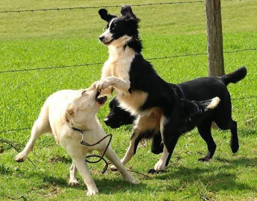Webinaire en replay : Les chiens harceleurs ou victimes, l'impulsivité et la prédation