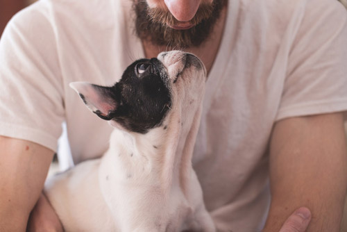 Webinaire en replay : le lien, la confiance entre l'homme et son chien