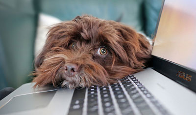 Cours canins et programmes en ligne