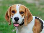 Beagle en coaching canin personnalisé à distance