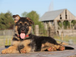 Chiot berger allemand en coaching canin personnalisé à distance